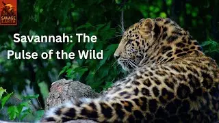 Savannah:The Wild Heartbeat of Africa 🌍 4K Wildlife Meditation Film Relax &Unwind with Jungle Sounds