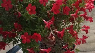 natural weather SL