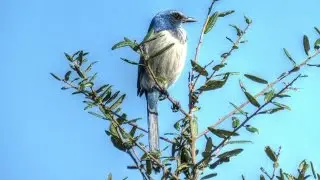 Florida Scrub Jay