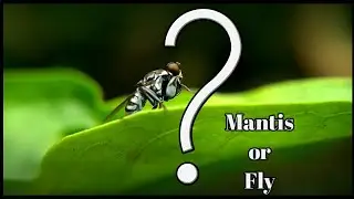 fly with Praying mantis legs?