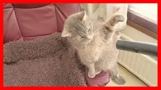 How To Vacuum a Cat 😻🐱😺