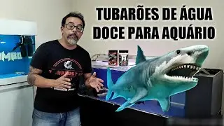 TUBARÃO DE ÁGUA DOCE PARA AQUÁRIO
