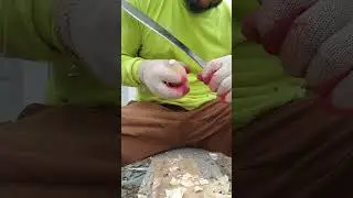 SPINNING TOP / EL TROMPO