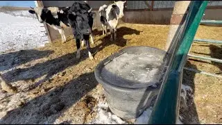 Cold weather affects farm animals and pets as temperatures drop below freezing