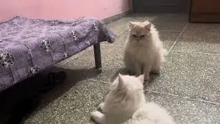 OMG ! Aggressive Cats fighting Video ! Best Animals video ! Cute Cats video