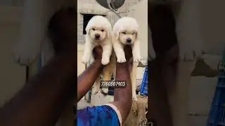 PETS TOWN Wit❣️ love