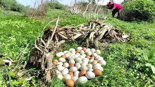 OMG Wow amazing  -A farmer collects a lot of duck eggs in a stream under old pine trees.