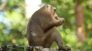 Monkey Pongo  and  Meet   Old  Teresa  in Morning-on Dec25,2023  M S/N..8