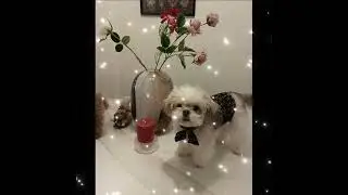 my love Didi💚❤️@cutepuppies2189 @AnimalWorld123-i9d @ShihTzu_Diaries
