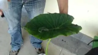 Colocasia Esculenta Test - (Nanoyou Azores)