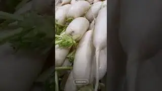 Amazing health benefit of daikon (white radish)!