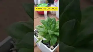 Spotlight on Variegated Haworthia Cuspidata: Unique Succulent Variation and Care Guide