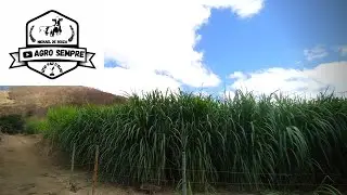 Comparação capiaçu irrigado com sem irrigação.