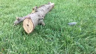 Stone vs. Wood. Stone fight #1