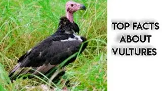 10 Fascinating Facts about Vultures