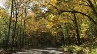 Autumn color of Sundown Wild Forest, NY, USA 10/10/2020