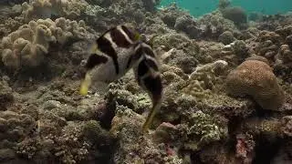 Pygmy Sea Horse / Fighting for females Valentin's sharpnose puffer (Canthigaster valentini) / Anda