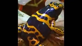 The Fascinating World of Yellow-Banded Poison Dart