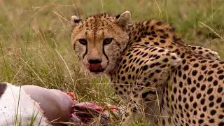 Kenya Safari in 4K | A Cinematic Wildlife Journey
