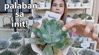 MY SUCCULENTS IN SUMMER! || Rain and Shine Din Yung Iba :)