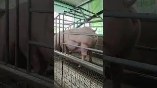 3 days before giving birth #pig #pigfeed #pigbreeding #animals #hogger #pigfarming
