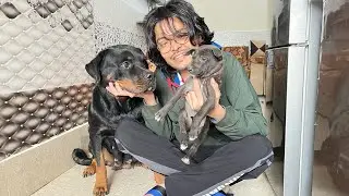Rottweiler adopted street dog 😍| Dog can Talk 268 | Rottweiler, Husky, Roxycheeni | Review reloaded