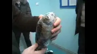 Задержан очередной курьер (16.12.2011)
