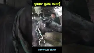 buffalo farming in nepal #buffalofarming #shortvideo