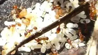European fire ant - Myrmica rubra - Maurar - Maurab&uacute; - Skord&yacute;r
