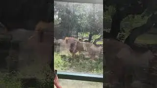 ✨Celebrating my 40th Birthday at the Houston Zoo: Lion HASANI✨