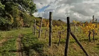 Walking Through a Peaceful Autumn Forest to the Bee Hives | Fall Nature Walk 4K