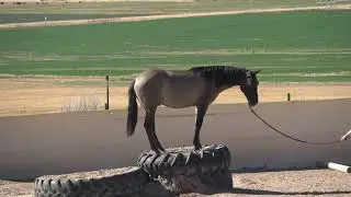 Titanium  ~ 2024 Grullo Lusitano Cross Gelding