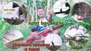 repost: berburu tekukur dan bajing