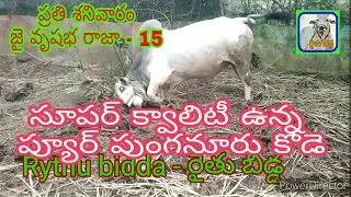సూపర్ క్వాలిటీ ఉన్న ప్యూర్ పుంగనూరు కోడె /Super Quality Punganuru Bull #punganurubull #Rythubidda