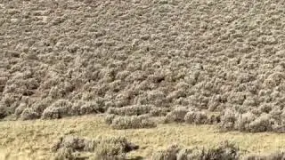 Coyote calling