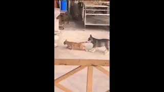 Dogs vs Cat funny compilations / Which is your favorite