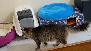 Cute, funny and expressive cats &hearts;️ #catvideos #funnycat 