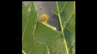 Feeding Polyphemus Larvae