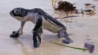 Green Sea Turtle Hatchlings Scramble to Indian Ocean from East African Coast | Mombasa, Kenya