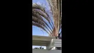 Triangle palm