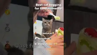 Best cat begging for food moments!😆💗 #funnycats #views #shorts