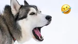Самые смешные хаски | Обычные собаки против хаски🤣 | Лучшие видео за 10 минут