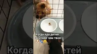 Когда еда детей вкуснее чем твоя 😂#love #приколы #йорки #yorkie #dog#собаки #смешно #нюшкапиздюшка🐶