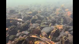 The Importance of Freshwater Mussels to Minnesota