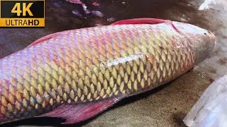 Small Black Carp Fish Cutting Skills (4k video)