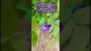 Enjoy the little things | mini garden 🏡