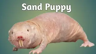 Fun and interesting Facts of the Naked Mole-Rat