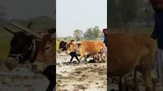Monsoon is here 🌧️ #nature #farming