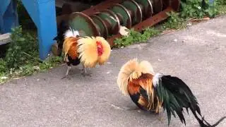 Too Many Roosters, Not Enough Hens