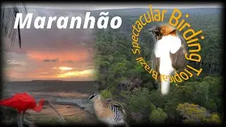 Maranh&atilde;o - Where 3 Ecosystems Collide (Slaty-Antshrike & More) @Spectacular Birding Tropical Brazil